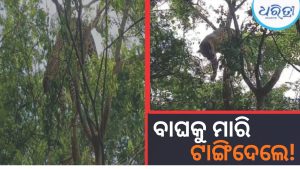 ଗଛରେ ଝୁଲୁଛି କଲରା ପତରିଆ ବାଘର ମୃତଦେହ, ସ୍ଥାନୀୟ ଲୋକେ….