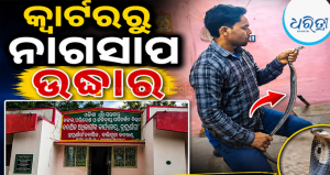 ଶିକ୍ଷକଙ୍କ କ୍ୱାର୍ଟରରେ ପଶିଗଲା ନାଗ ସାପ, ସ୍ନେକ୍ ହେଲ୍‌ପଲାଇନ୍ ନ ଥାଇ ମଧ୍ୟ…