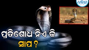 ସତରେ କ’ଣ ସାପ ଶତ୍ରୁଙ୍କଠାରୁ ପ୍ରତିଶୋଧ ନେଇଥାଏ? ସତକଥା ଜାଣିଲେ ହେବେ ଆଶ୍ଚର୍ଯ୍ୟ