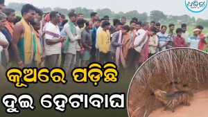 କୂଅ ଭିତରେ ପଡ଼ିଛି ଦୁଇ ହେଟାବାଘ, ଉଦ୍ଧାର ପାଇଁ ବନ ବିଭାଗର ପ୍ରୟାସ