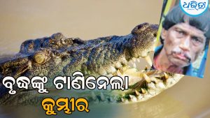 ମାଛ ଧରିବାକୁ ଯାଇଥିଲେ ବୃଦ୍ଧ, ଟାଣିନେଲା କୁମ୍ଭୀର, ନଦୀକୂଳରେ ପଡ଼ିଛି…