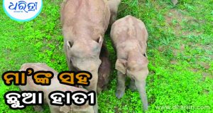 ବନ୍ୟଜନ୍ତୁ ପ୍ରେମୀଙ୍କ ଲାଗି ଖୁସି ଖବର: ଜନ୍ମ ହେଲା ହାତୀ ଛୁଆ