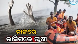 ନାଳ ସୁଅରେ ଭାସି ଚାଲିଗଲା ଚାଷୀଙ୍କ ଜୀବନ, କ୍ଷତିପୂରଣ ଦାବି ତେଜିଲା
