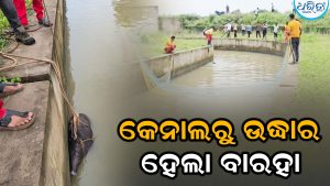 କେନାଲରେ ଫସି ରହିଥିଲା ବାର୍‌ହା, ଏମିତି ଉଦ୍ଧାର କଲେ ଅଗ୍ନିଶମ କର୍ମଚାରୀ