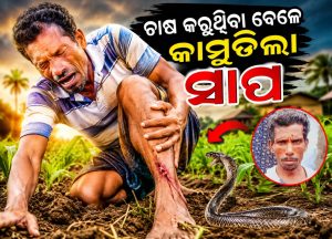 ଜମିରେ ଚାଷ କରୁଥିବା ବେଳେ କାମୁଡ଼ିଲା ସାପ, ପରେ….