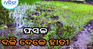 ଗାଁରେ ପସିଲେ ହାତୀ, ଦଳି ଚକଟି ନଷ୍ଟ କଲେ ଫସଲ