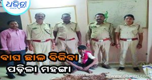 ବାଘ ଛାଲ ବିକ୍ରି ବେଳେ ମାଡ଼ି ବସିଲା ବନ ବିଭାଗ