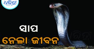 ସାପ ନେଲା ଚାଷୀଙ୍କ ଜୀବନ