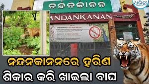 ବାଘ ସଫାରୀରେ ହରିଣ ଶିକାର କଲା ମହାବଳ ବାଘ, ଲାଇଭ ଭିଡିଓ କଲେ ପର୍ଯ୍ୟଟକ