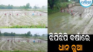 ଝିପିଝିପି ବର୍ଷାରେ ଧାନ ରୁଆ: ଚାଷୀ ମନରେ ଖେଳିଗଲା ଖୁସିର ଲହରୀ