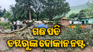 ଦୋକାନ ଉପରେ ପଡିଲା ରାସ୍ତାକଡରେ ଥିବା ବିଶାଳକାୟ ଗଛ, ଭାଙ୍ଗିଲା ବିଦ୍ୟୁତ୍‌ ଖୁଣ୍ଟ: ଲୋକଙ୍କ ମଧ୍ୟରେ ଅସନ୍ତୋଷ