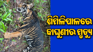ଶିମିଳିପାଳରେ କଳା ବାଘୁଣୀର ମୃତଦେହ ଉଦ୍ଧାର