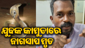 ଝାରସୁଗୁଡାରେ ଅଜବ ଘଟଣା: ନାଗସାପକୁ କାମୁଡ଼ି ମାରିଦେଲେ ଯୁବକ, ପୂରା ଘଟଣା ଜାଣିଲେ…