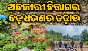ଅଚାନକ ଚଢାଉ କଲା ଅବକାରୀ ବିଭାଗ: ଜବତ ହେଲା ଏତେ ପରିମାଣର ମହୁଲି ଫୁଲ ସହ…