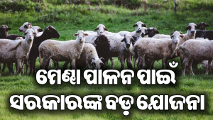 ମେଣ୍ଢା ପାଳନ କରି ରୋଜଗାର କରନ୍ତୁ ଲକ୍ଷ ଲକ୍ଷ ଟଙ୍କା, ସରକାର ଦେଉଛନ୍ତି ୯୦% ପର୍ଯ୍ୟନ୍ତ ସବସିଡି!