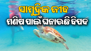 ସର୍ବୋଚ୍ଚ ସ୍ତରରେ ସମୁଦ୍ରର ଉଷ୍ମତା