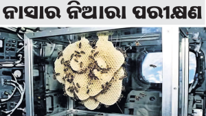 ମହାକାଶରେ ଫେଣା ତିଆରିକଲେ ୩,୩୦୧ ମହୁମାଛି
