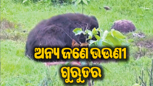 ଭାଲୁ ଆକ୍ରମଣରେ ଭଉଣୀଭାଇ ମୃତ:  ମୃତଦେହ ପାଖରେ ଜଗି ରହିଲା ଭାଲୁ