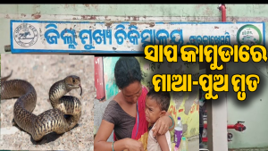 ଶୋଇଥିବା ବେଳେ ମାଆ ସହିତ ୭ ବର୍ଷର ପୁଅକୁ କାମୁଡିଲା ରଣା ସାପ, ଛଟପଟ ହୋଇ ଚାଲିଗଲା ଜୀବନ