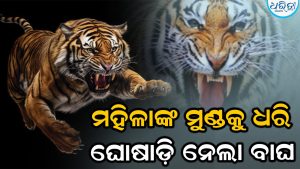ଘରେ ପଶି ମହିଳାଙ୍କ ମୁଣ୍ଡକୁ ଧରି ଘୋଷାଡ଼ି ଆଣିଲା ବାଘ, ଚିତ୍କାର ଶୁଣି….