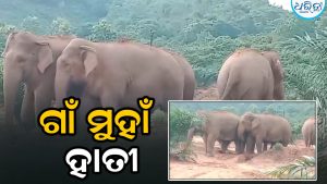 ଗାଁ ମୁହାଁ ୪ ଟିକିଆ ହାତୀ: ଭୟରେ କୋତାଗୁଡା ଗ୍ରାମବାସୀ