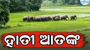 ମେଣ୍ଢା ଫାର୍ମଠାରେ ୩୦ ଟିକିଆ ହାତୀପଲ: ଲୋକେ ଆତଙ୍କିତ