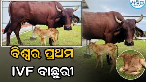 IVF ମାଧ୍ୟମରେ ଏହି ରାଜ୍ୟରେ ଜନ୍ମ ନେଲା ବାଛୁରୀ: ବିଶ୍ୱରେ ପ୍ରଥମ