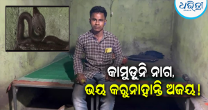 “ସେ ମୋର କିଛି କ୍ଷତି କରିବନି”: ୫ ମାସ ଧରି ନାଗସାପ ସହ ଗୋଟିଏ କୋଠରୀରେ ରହୁଛନ୍ତି ଯୁବକ !