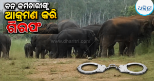 ହାତୀପଲଙ୍କୁ ଚିଡ଼ାଉଥିବା ବେଳେ ବାରଣ କରବାରୁ ବନ କର୍ମଚାରୀଙ୍କୁ ଆକ୍ରମଣ: ୫ ଜଣଙ୍କ ନାମରେ ମାମଲା, ୨ ଗିରଫ