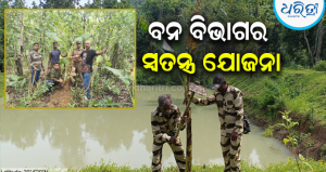 ହାତୀ-ମଣିଷ ସଂଘର୍ଷ ହ୍ରାସ ପାଇଁ ଉଦ୍ୟମ: ୭ଟି ବନଖଣ୍ଡରେ ଚାଲିଛି କଦଳୀ ଚାରା ରୋପଣ