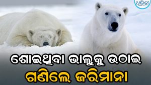 ହର୍ନ ବଜାଇ ଶୋଇଥିବା ଧଳା ଭାଲୁକୁ ଉଠାଇବାରୁ ଗଣିଲେ ମୋଟା ଅଙ୍କର ଜରିମାନା, ଅଭିଯୁକ୍ତ ଦୋଷ ସ୍ବୀକାର କରିବା ସହ…