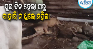 କୁକୁର ଦାଉରୁ ରକ୍ଷା ପାଇଁ ସିଧାସଳଖ ଜିଲାପାଳଙ୍କୁ ମେସେଜ୍: ନାକେଦମ ହେଲା ପ୍ରଶାସନ, ଶେଷରେ…