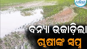 ବନ୍ୟା ଉଜାଡ଼ିଲା ଚାଷୀଙ୍କ ସ୍ବପ୍ନ: ଜମି ବାଲିଚର, ଧାନଫସଲ ପଚି ନଷ୍ଟ