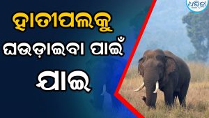 ହାତୀପଲକୁ ଘଉଡ଼ାଇବା ପାଇଁ ଯାଇ ଆଉ ଫେରିଲେନି , ଚାଲିଗଲା ଜୀବନ