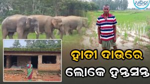 ଘର ଭାଙ୍ଗିଲେ, ଫସଲ ଉଜାଡ଼ିଲେ ହାତୀପଲ
