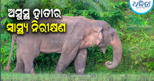 ଆଖି ସଂକ୍ରମଣରେ ପୀଡ଼ିତ ମାଖନା ହାତୀ: ବନ ବିଭାଗ ପକ୍ଷରୁ ମାଖନା ହାତୀର ସ୍ୱାସ୍ଥ୍ୟ ନିରୀକ୍ଷଣ