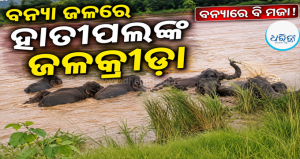 ବୈତରଣୀ ନଦୀର ବନ୍ୟା ଜଳରେ ହାତୀପଲଙ୍କ ଜଳକ୍ରୀଡ଼ା: ଦେଖିବା ପାଇଁ ଲୋକଙ୍କ ପ୍ରବଳ ଭିଡ଼