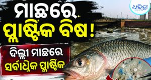 ଚିନ୍ତାଜନକ ରିପୋର୍ଟ, ଦିଲ୍ଲୀର ମାଛରେ ମିଳିଲା ଅତ୍ୟାଧିକ ପ୍ଲାଷ୍ଟିକ….