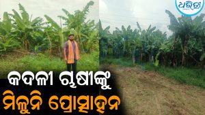 କଦଳୀ ଚାଷୀଙ୍କୁ ମିଳୁନି ସରକାରୀ ପ୍ରୋତ୍ସାହନ: ଶୀତଳ ଭଣ୍ଡାର ନିର୍ମାଣ ଦାବି