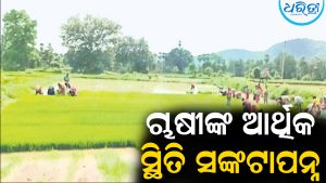 ଖର୍ଚ୍ଚ ବଢୁଛି, ଲାଭ ପାଉନାହାନ୍ତି ଚାଷୀ: ଆର୍ଥିକ ସ୍ଥିତି ଦିନକୁ ଦିନ ସଙ୍କଟାପନ୍ନ