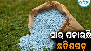 ସାର ପଳାଉଛି ଛତିଶଗଡ଼: ଚାଷୀ ହତାଶ