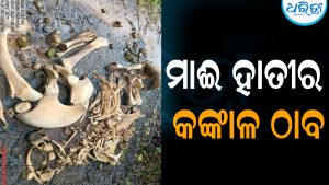 ମାଈ ହାତୀର କଙ୍କାଳ ଠାବ: ବନବିଭାଗର ତଦନ୍ତ ଆରମ୍ଭ