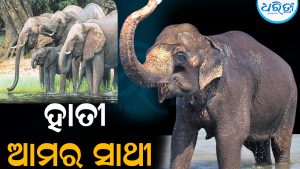 ହାତୀ ବଞ୍ଚିଲେ ଜଙ୍ଗଲ ରହିବ: ଘାତକ ସାଜୁଛି ବିଦ୍ୟୁତ୍‌ ତାର
