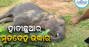 କମେ ଗାଁ ଜଙ୍ଗଲରୁ ହାତୀଛୁଆର ମୃତଦେହ ଉଦ୍ଧାର: ନର୍ଲା ରେଞ୍ଜରେ ବାରମ୍ବାର ହାତୀ ମୃତ୍ୟୁକୁ ନେଇ…