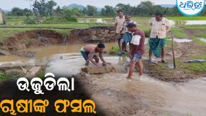 ଭାଙ୍ଗିଲା କେନାଲ: ଉଜୁଡିଲା ଚାଷୀଙ୍କ ଫସଲ