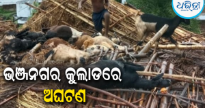 ଭଞ୍ଜନଗରରେ ପ୍ରବଳ ବର୍ଷା: ଜନଜୀବନ ଅସ୍ତବ୍ୟସ୍ତ, କୁଲାଡରେ ଗୁହାଳ ଘର ଭୁଶୁଡ଼ି ୧୫ରୁ ଅଧିକ ଛେଳି ମୃତ