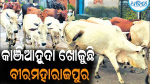 କ୍ଷୀର ଦେବା ବନ୍ଦକଲେ ମାଲିକ ଛାଡ଼ିଦେଉଛନ୍ତି ଗାଈ: ଫସଲ ଖାଇ କରୁଛନ୍ତି ନଷ୍ଟ