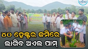 ୪୦ ହେକ୍ଟର ଜମିରେ ଲାଗିବ ଅଏଲ ପାମ୍‌ ବୃକ୍ଷ, କନ୍ଧମାଳରେ ୨ ବର୍ଷ ହେଲା…