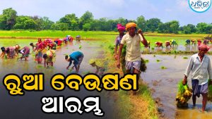 ପାଗରେ ପରିବର୍ତ୍ତନ ପରେ ଆରମ୍ଭ ହେଲା ଧାନ ରୁଆ ବେଉଷଣ