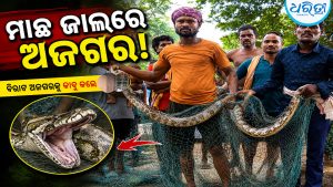 ମାଛ ଜାଲରେ ଫସିଲା ବିରାଟକାୟ ଅଜଗର